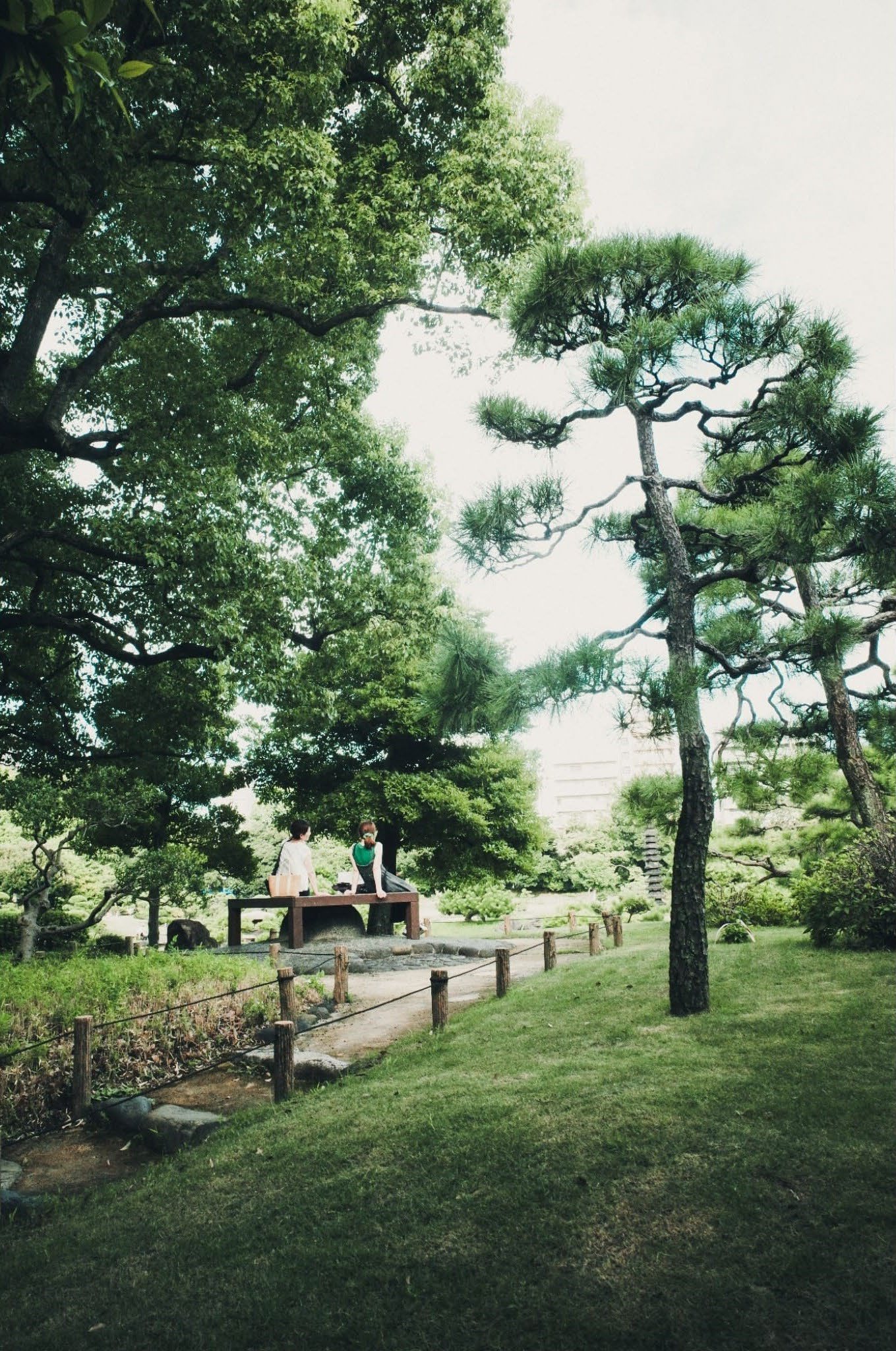 A large tree over a city park